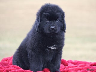 Newfoundland dogs Tia - Ad 6