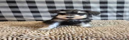 Miniature Schnauzer dogs for sale: Sarge - Ad 7