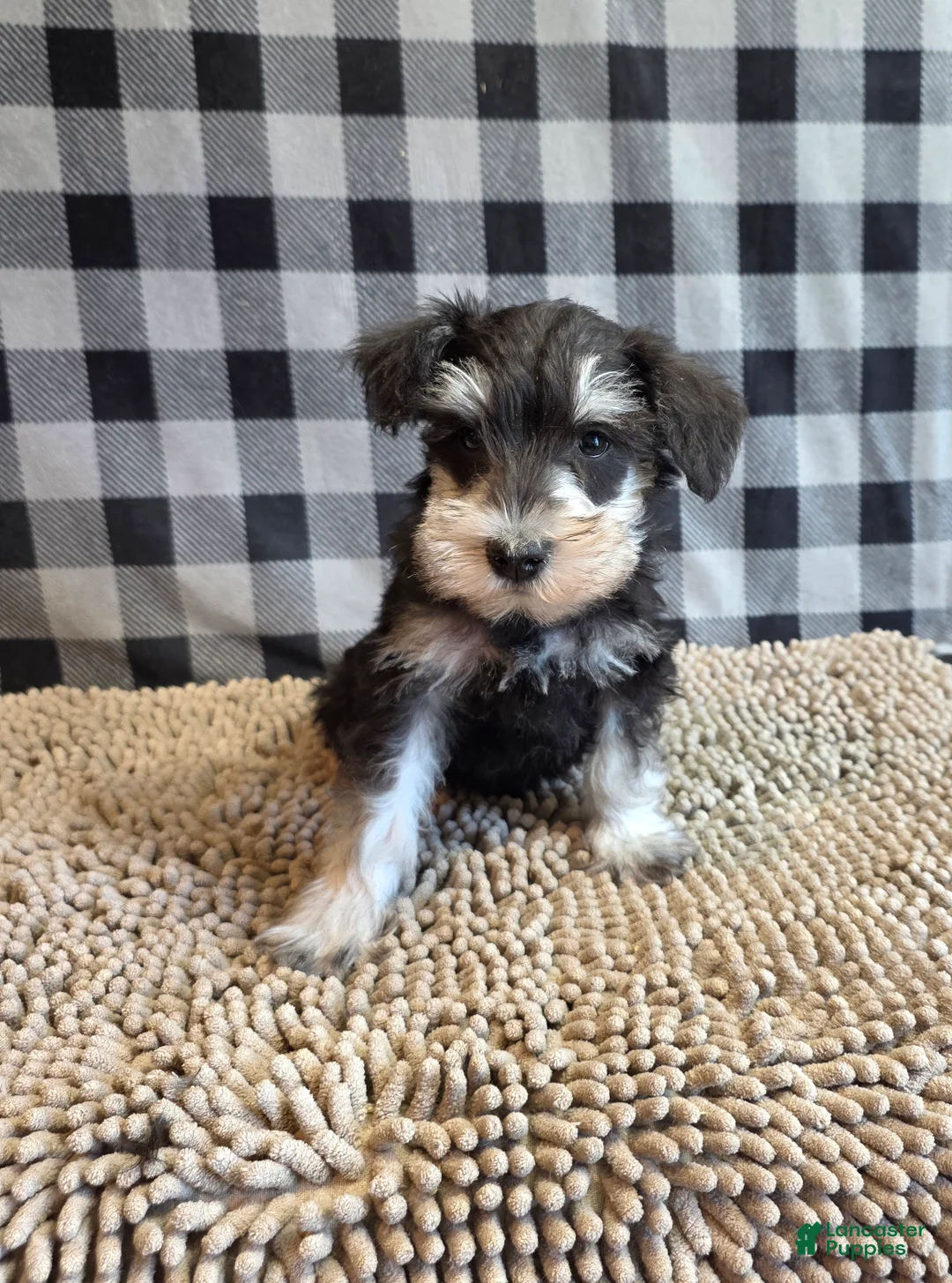 Miniature Schnauzer dogs for sale: Sarge - Ad 7