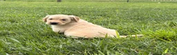 Golden Retriever dogs for sale: Dolly - Ad 4
