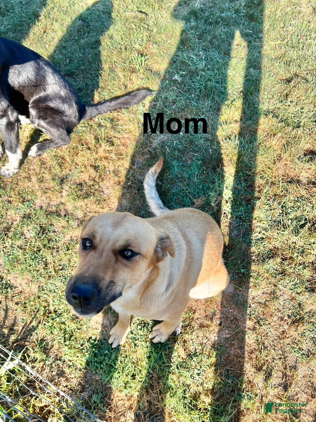 Mixed Breed dogs for sale: Charlie - Ad 3