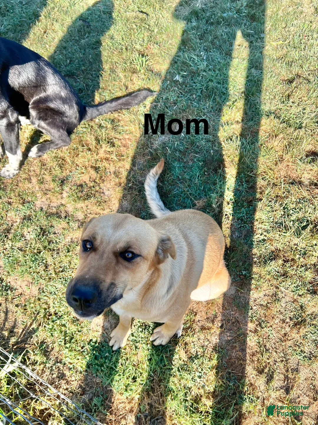 Mixed Breed dogs for sale: Daisy - Ad 3