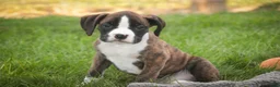 Boxer dogs for sale: Zane - Ad 2