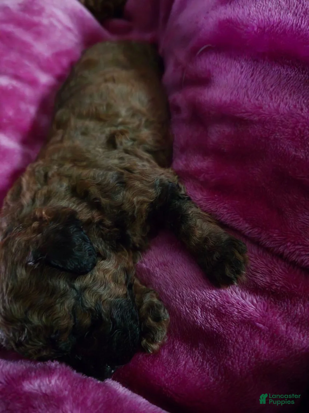 Miniature Poodle dogs for sale: Miniature Poodle 1 - Ad 3
