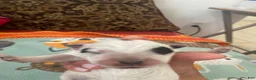 Australian Cattle Dog dogs for sale: Australian Cattle Dog 3-Pluto - Ad 6