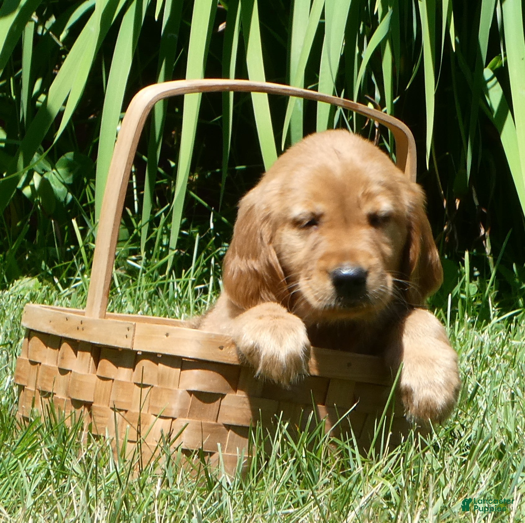 Golden Retriever dogs Chloe - Ad 7