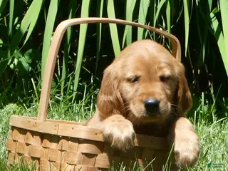 Golden Retriever dogs Chloe - Ad 7