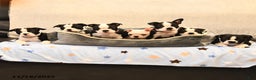 Boston Terrier dogs for sale: Morris - Ad 5