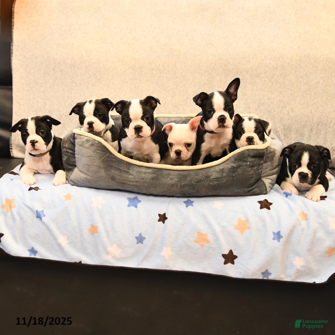Boston Terrier dogs for sale: Morris - Ad 5
