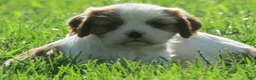 Cavalier King Charles Spaniel dogs for sale: Latte - Ad 3