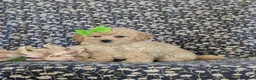 Bichpoo dogs for sale: Ariel - Ad 3