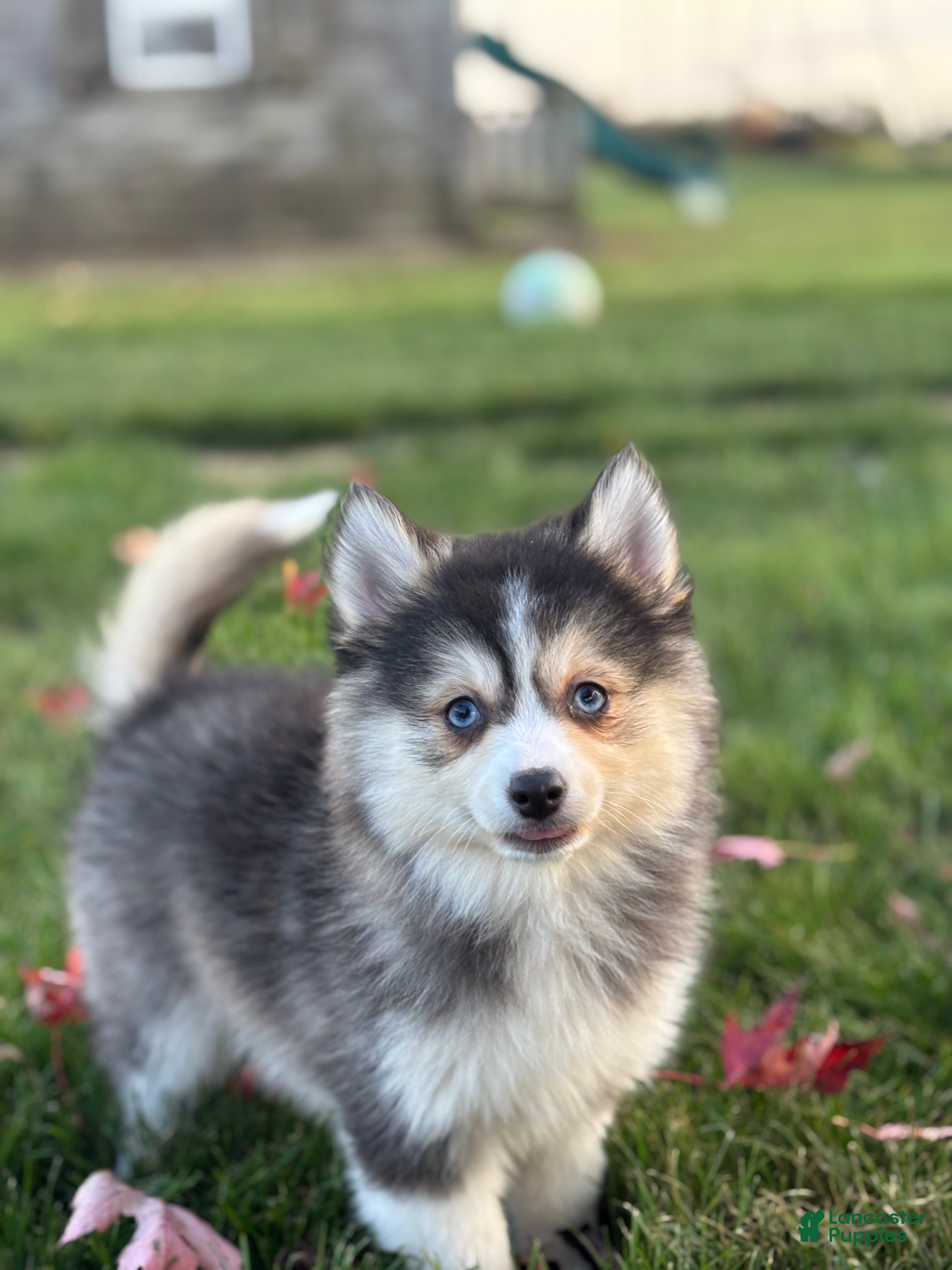 Pomsky dogs for sale: Athena - Ad 2