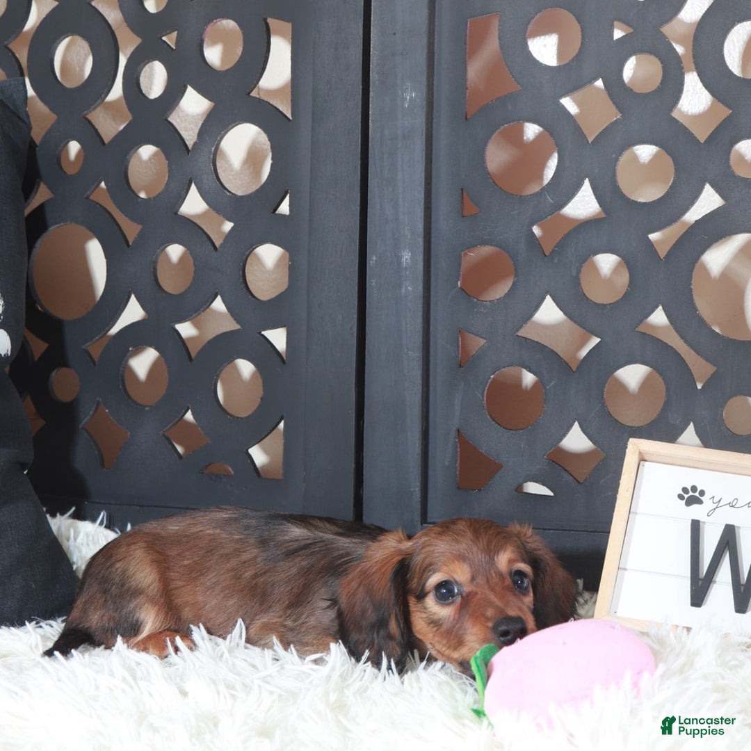 Miniature Dachshund dogs for sale: Miniature Dachshund Bella  - Ad 4