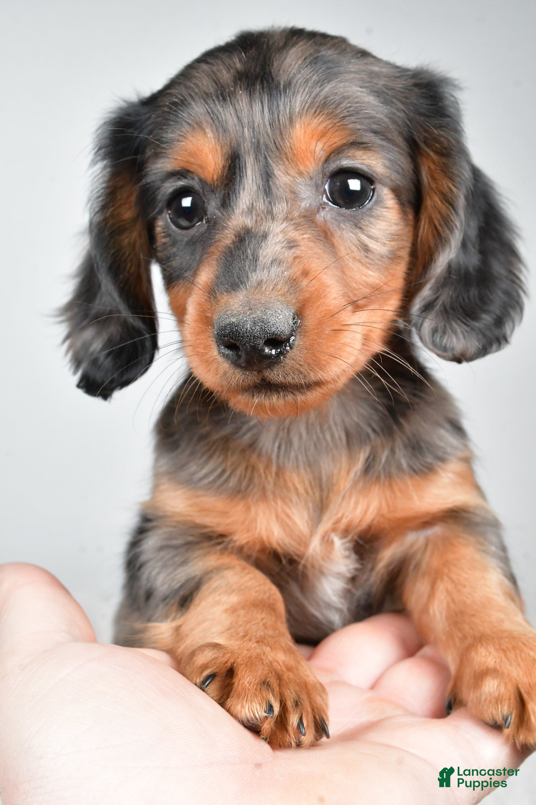 Dachshund dogs Sammy - Ad 29