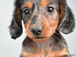 Dachshund dogs Sammy - Ad 29
