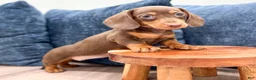 Miniature Dachshund dogs for sale: Holly - Ad 2