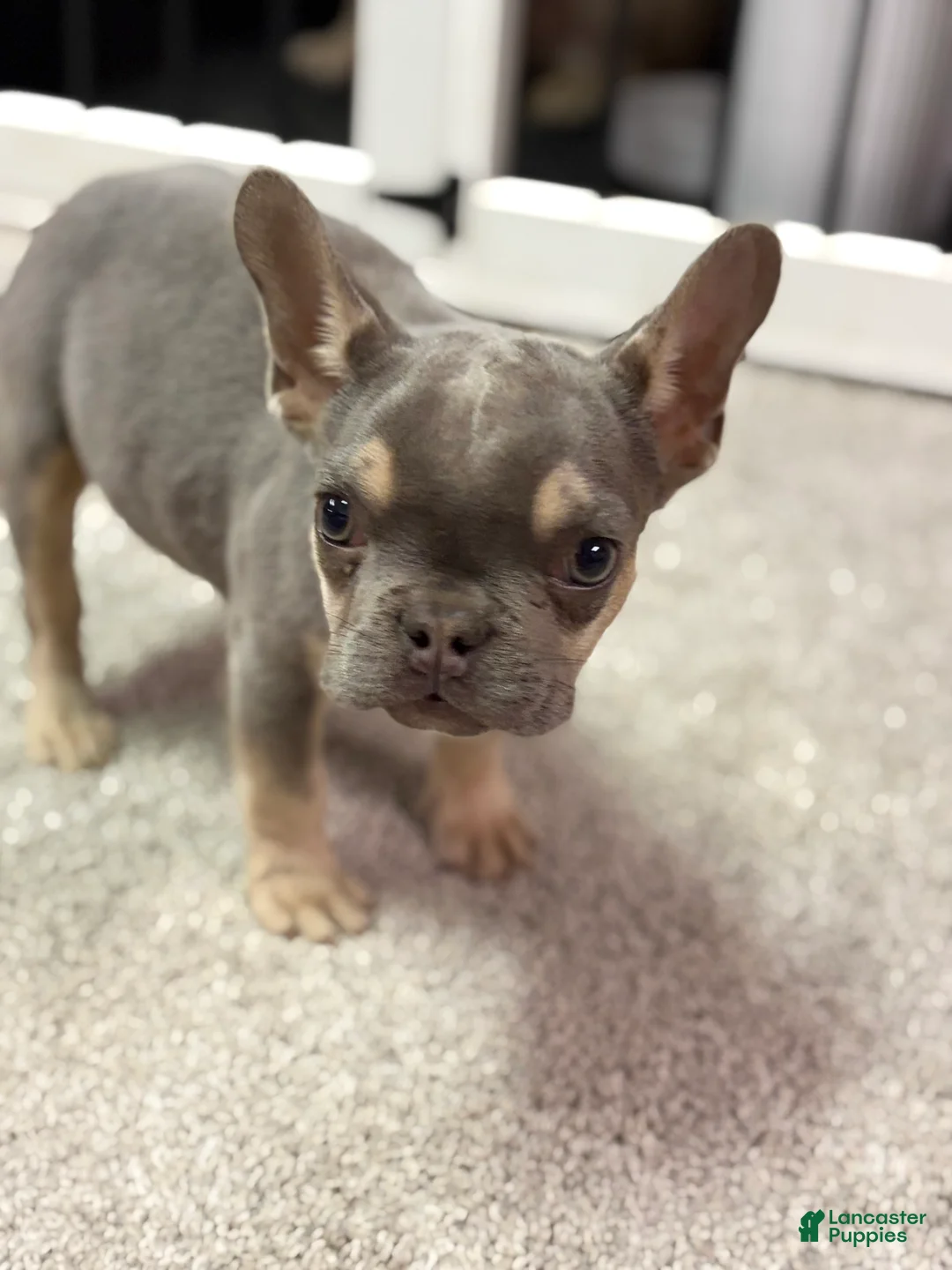 French Bulldog dogs for sale: Tyson - Ad 6