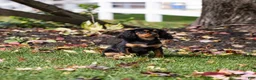 Cavalier King Charles Spaniel dogs for sale: Waldo - Ad 3