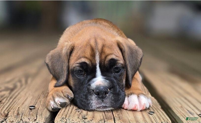 Boxer dogs Twinny - Ad 1