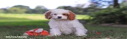 Cavapoochon dogs for sale: Harlow - Ad 5