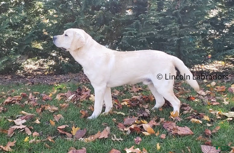 Labrador Retriever dogs Labrador Retriever Puppy 1 - Ad 2