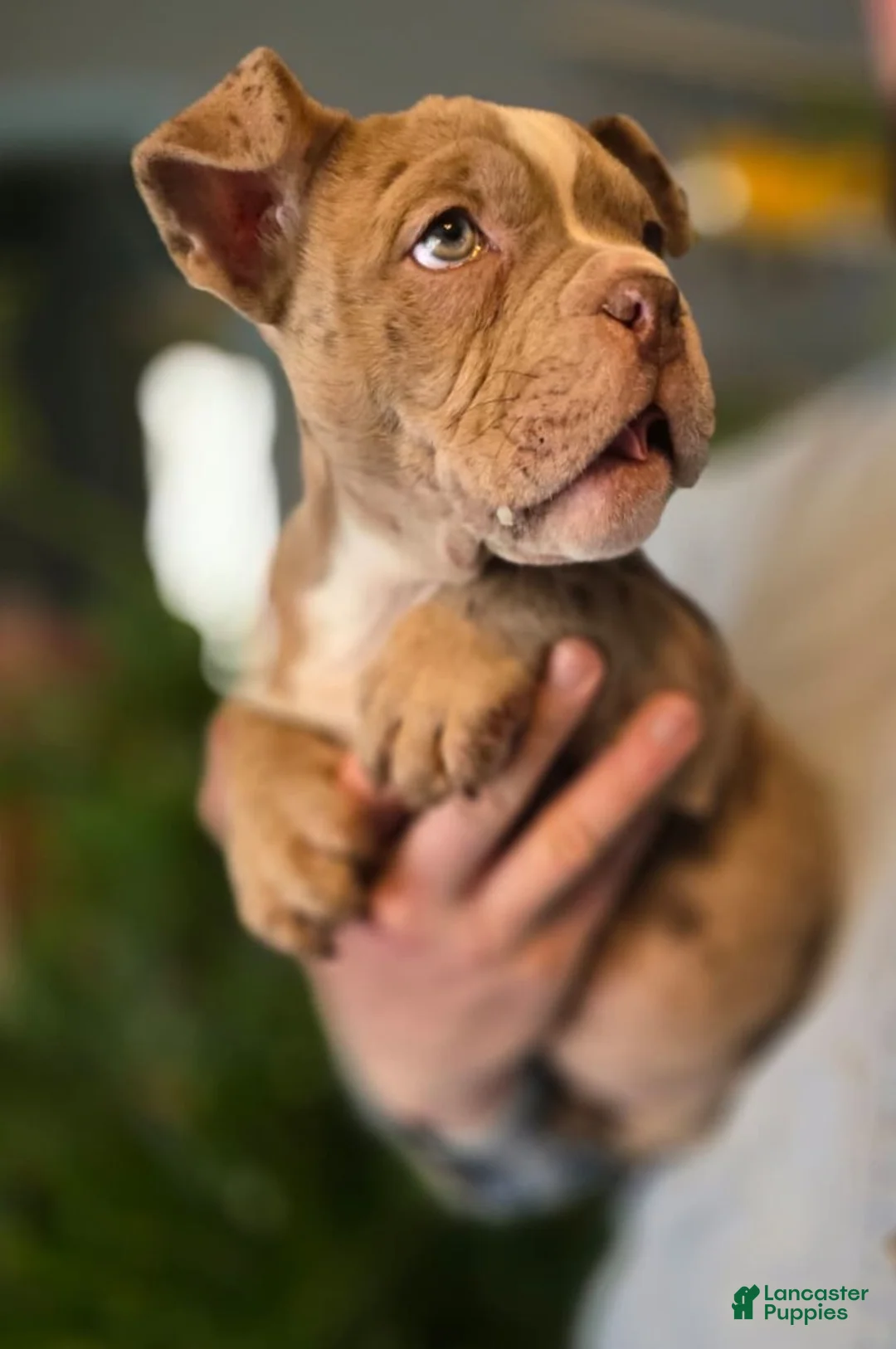 American Bully dogs for sale: Lucy - Ad 7