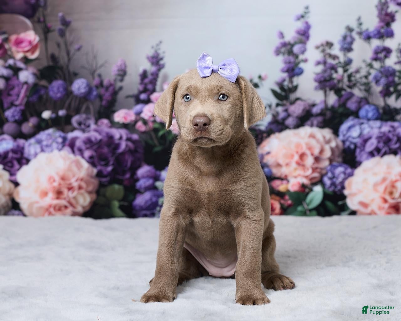 Labrador Retriever dogs Dolly - Ad 1