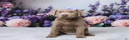 Labrador Retriever dogs for sale: Dolly - Ad 1