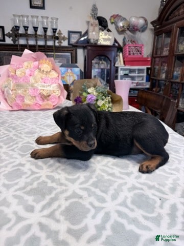 Rottweiler dogs Rottweiler Girl 2 - Ad 1