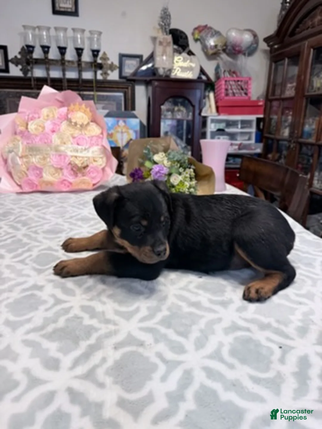 Rottweiler dogs for sale: Rottweiler Girl 2 - Ad 1