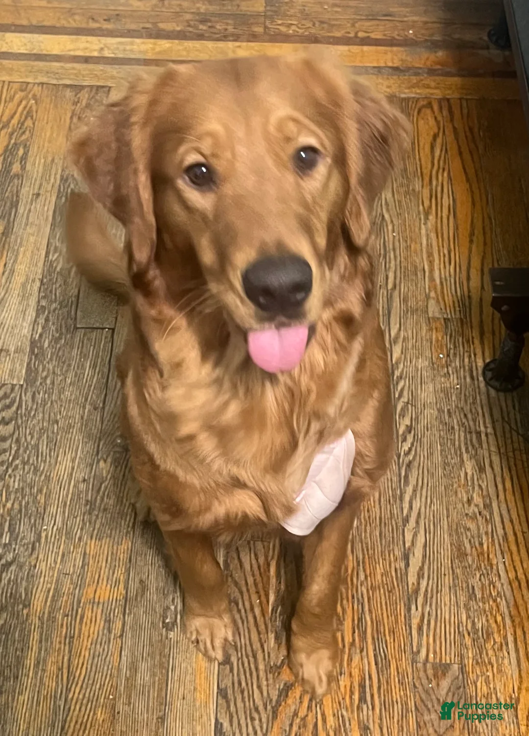 Golden Retriever dogs for sale: Golden Retriever Puppy 1 - Ad 1