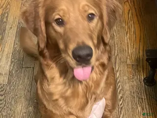 Golden Retriever dogs Golden Retriever Puppy 1 - Ad 30