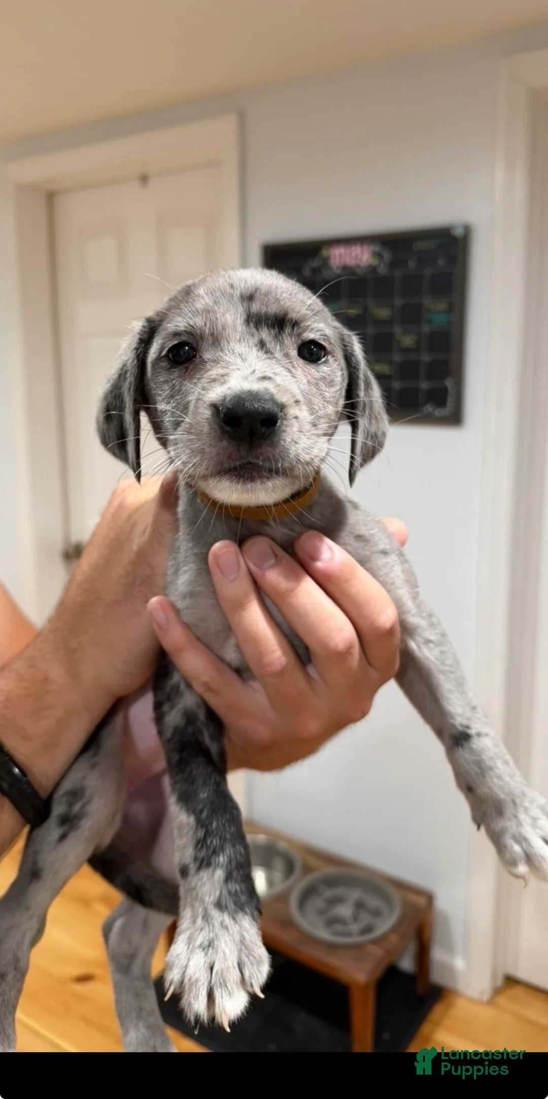 Mixed Breed dogs for sale: Brown  - Ad 1
