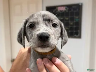 Mixed Breed dogs Brown - Ad 15