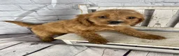 Cockapoo dogs for sale: Moose - Ad 3