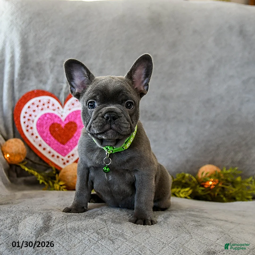 French Bulldog dogs for sale: Warrior - Ad 3