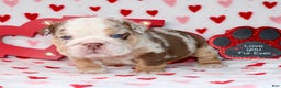 English Bulldog dogs for sale: Coco - Ad 5