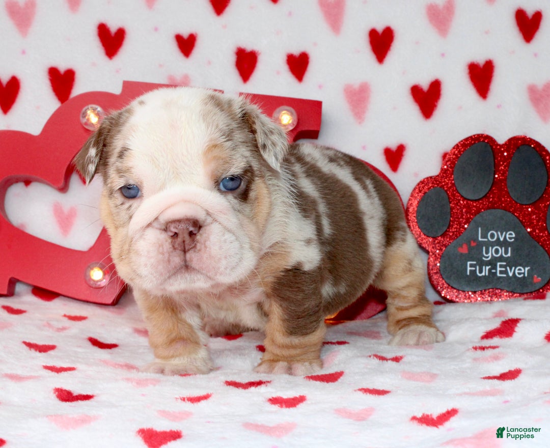 English Bulldog dogs for sale: Coco - Ad 5