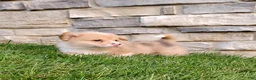Welsh Corgi Pembroke dogs for sale: Welsh Corgi Pembroke 3 - Ad 4