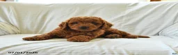 Mini Goldendoodle dogs for sale: Lincoln - Ad 4