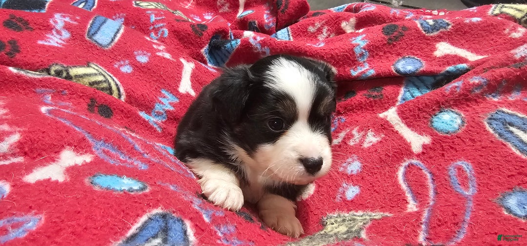 Miniature Australian Shepherd dogs for sale: Cake - Ad 2
