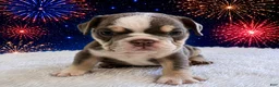 English Bulldog dogs for sale: Zace - Ad 1