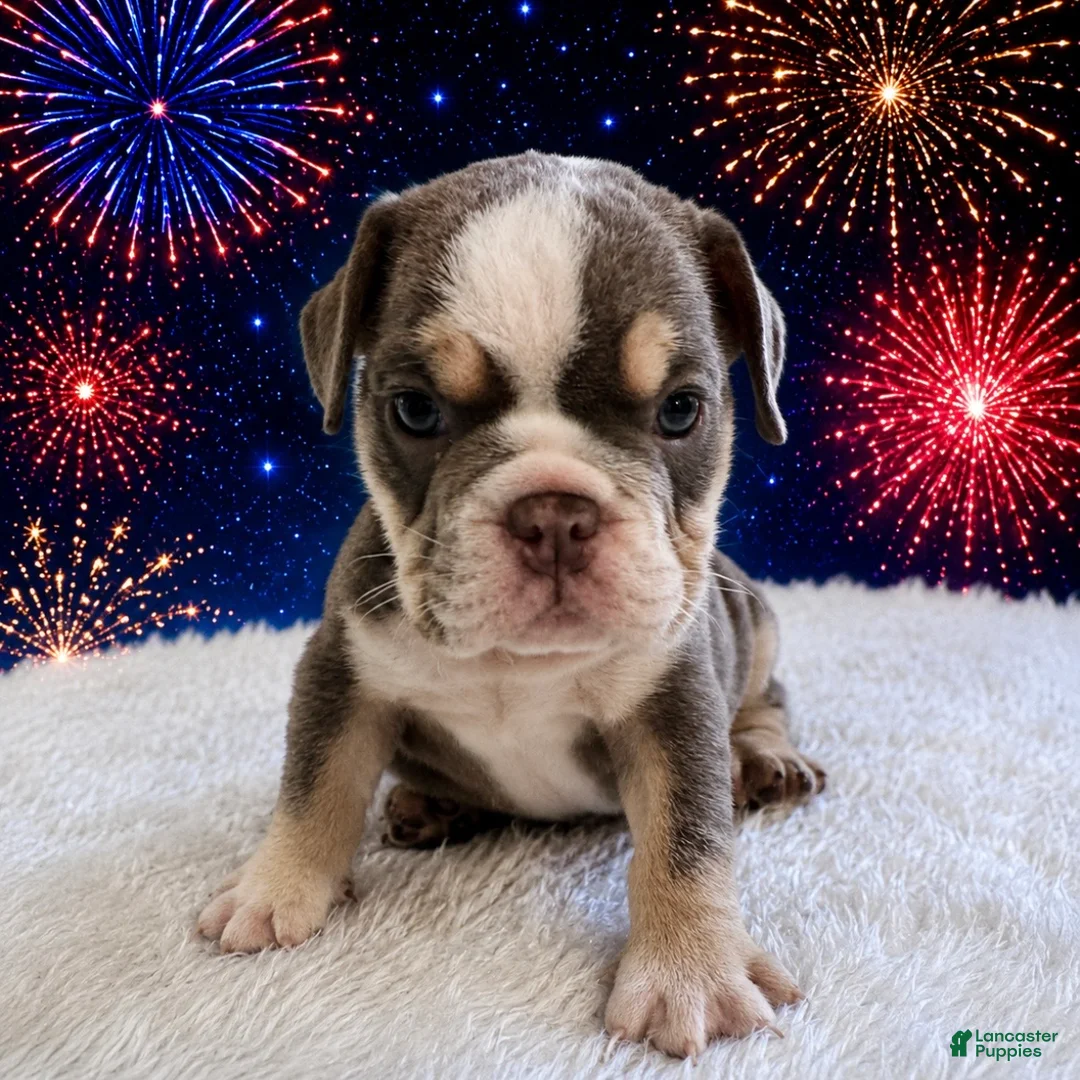 English Bulldog dogs for sale: Zace - Ad 1