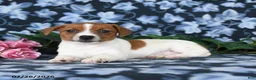 Jack Russell Terrier dogs for sale: Amber - Ad 3