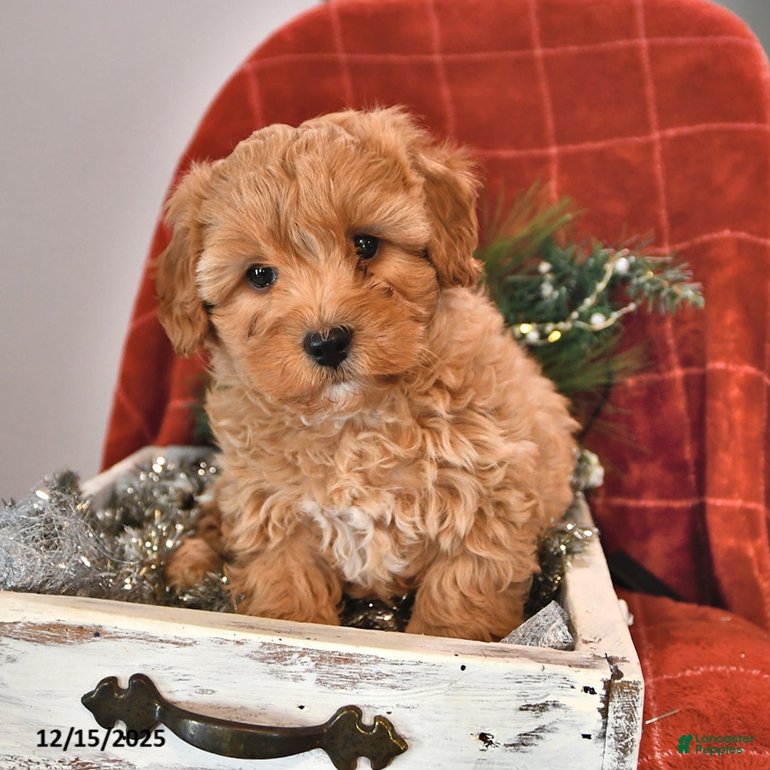 Shihpoo dogs for sale: Snickerdoodle - Ad 3