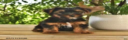 Yorkshire Terrier dogs for sale: Belle   - Ad 4