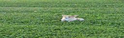 Welsh Corgi Pembroke dogs for sale: Tinkerbell - Ad 3