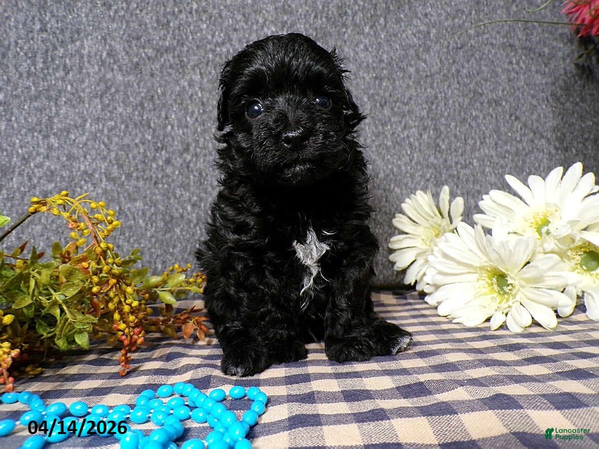 Havapoo dogs Boomer - Ad 2