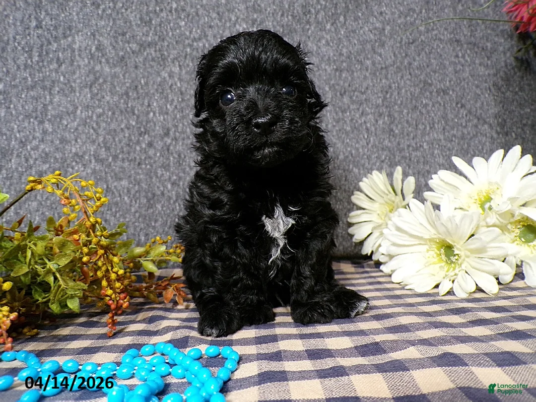 Havapoo dogs for sale: Boomer - Ad 2