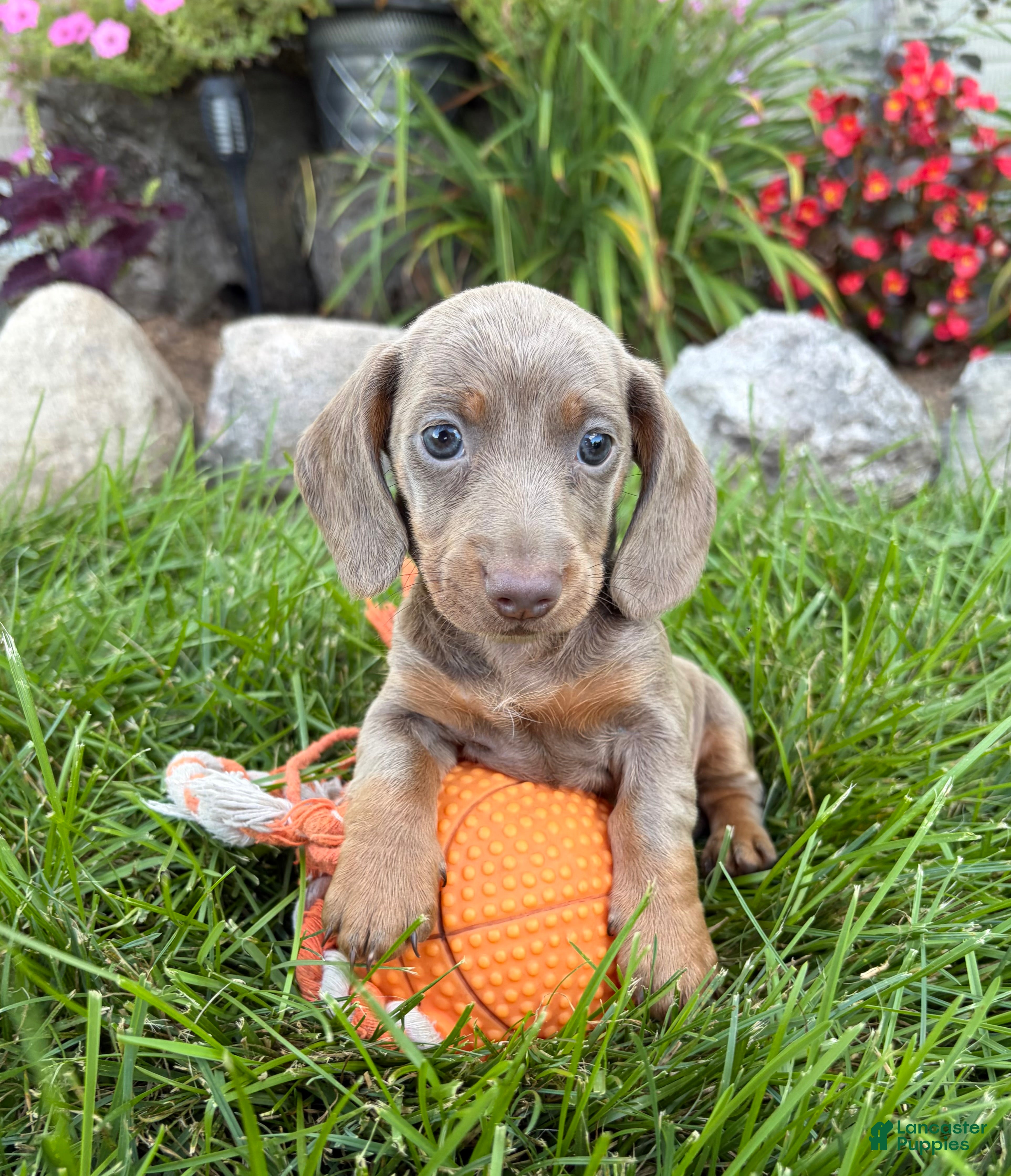 Miniature Dachshund dogs Briggs - Ad 2